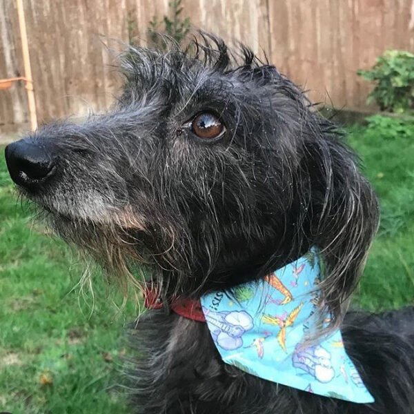 Pet Bandanas
