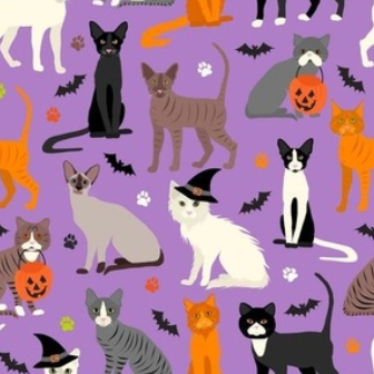 scaredy cat halloween